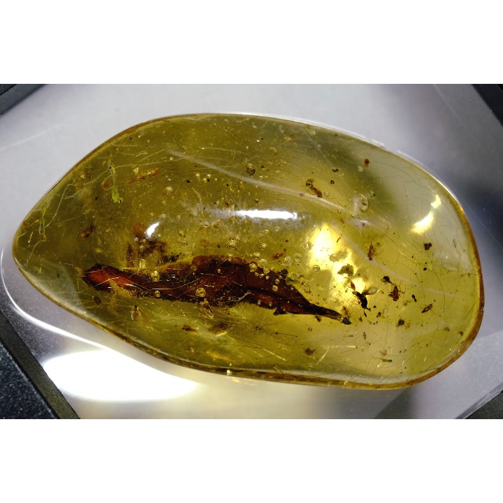 insect: Feuille + Diptères