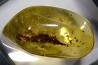 insect: Feuille + Diptères