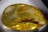 Copal: Feuille + Diptères - Pliocène à holocène - Antsiranana, Madagascar