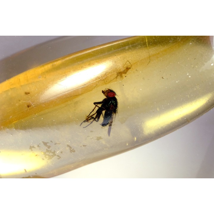 Copal: Mouche - Pliocène à holocène - Antsiranana, Madagascar