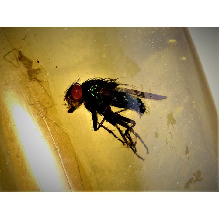 insect: Mouche