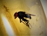 insect: Mouche
