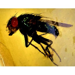 insect: Mouche