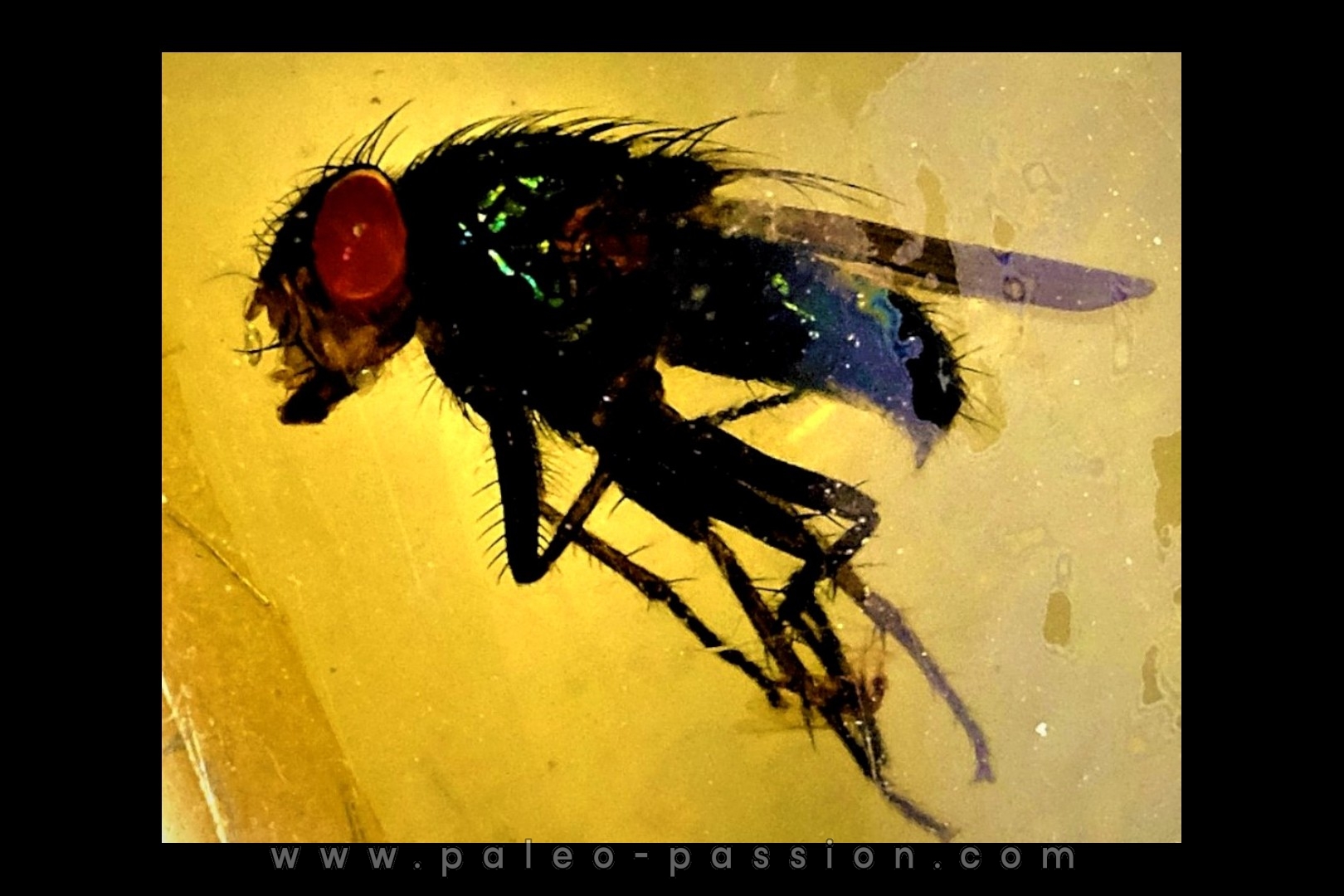 insect: Mouche