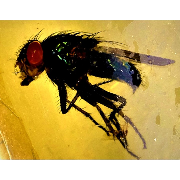 insect: Mouche