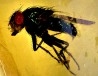 insect: Mouche