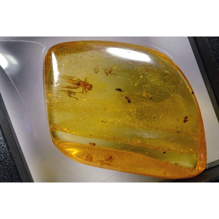 Copal: Araignées + Orthoptère (Gryllidae ?) - Pliocène à holocène - Antsiranana, Madagascar