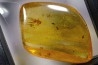 Copal: Araignées + Orthoptère (Gryllidae ?) - Pliocène à holocène - Antsiranana, Madagascar