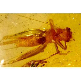 insect: Araignées + Orthoptère (Gryllidae ?)