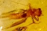 insect: Araignées + Orthoptère (Gryllidae ?)