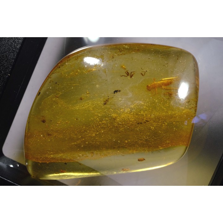 Copal: Araignées + Orthoptère (Gryllidae ?) - Pliocène à holocène - Antsiranana, Madagascar