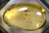 insect: Termite ailé + Diptères + Coléoptère