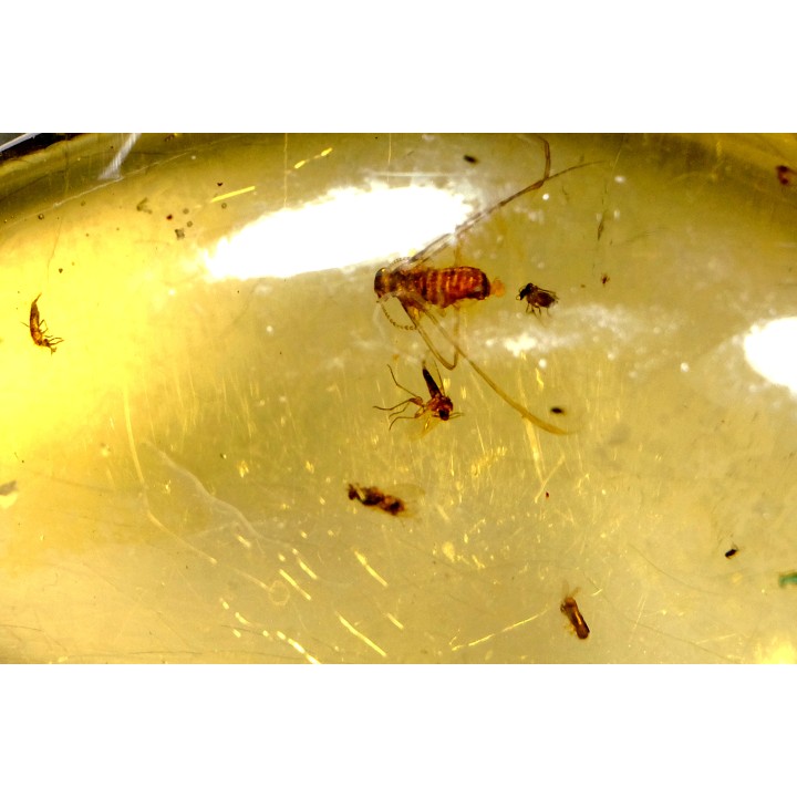 insect: Termite ailé + Diptères + Coléoptère
