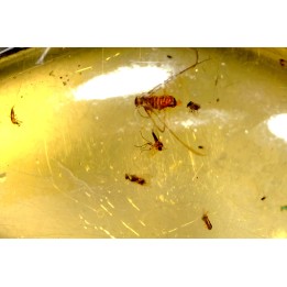 insect: Termite ailé + Diptères + Coléoptère