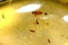 Copal: Termite ailé + Diptères + Coléoptère - Pliocène à holocène - Antsiranana, Madagascar