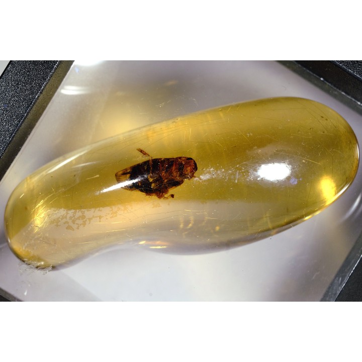 insect: Blatte + petits Diptères