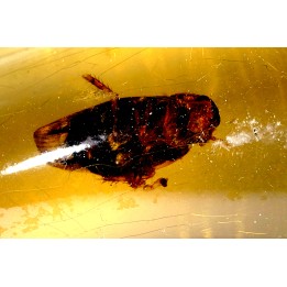 Copal: Blatte + petits Diptères - Pliocène à holocène - Antsiranana, Madagascar