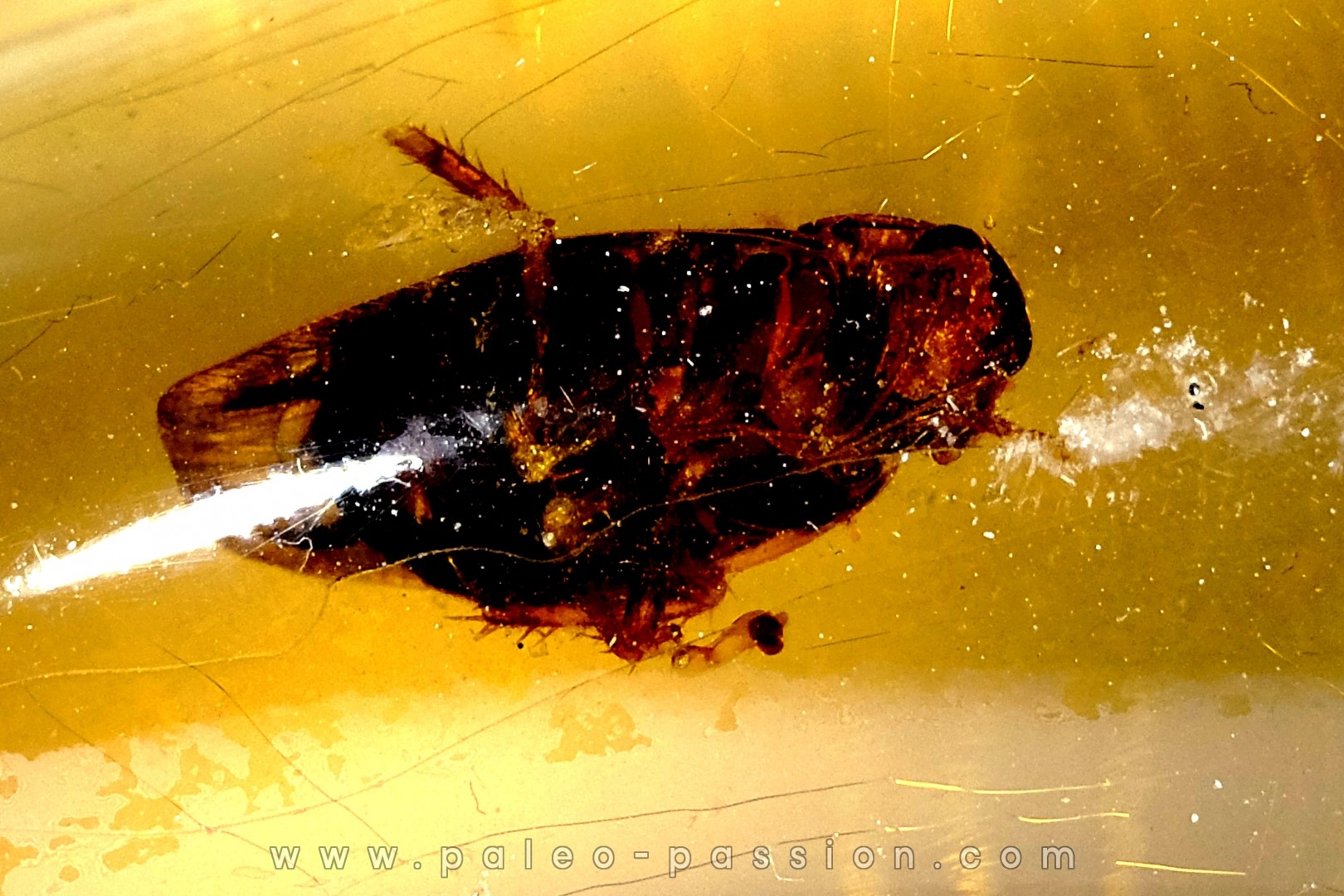 Copal: Blatte + petits Diptères - Pliocène à holocène - Antsiranana, Madagascar