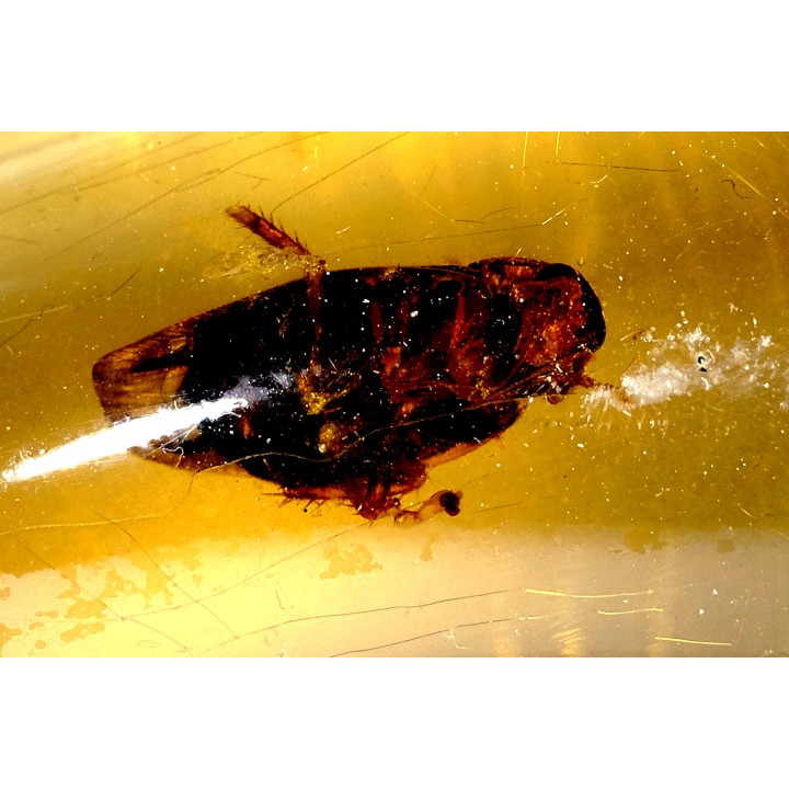 Copal: Blatte + petits Diptères - Pliocène à holocène - Antsiranana, Madagascar