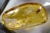 Copal: Coléoptère + divers Diptères + Termite ailé - Pliocène à holocène - Antsiranana, Madagascar