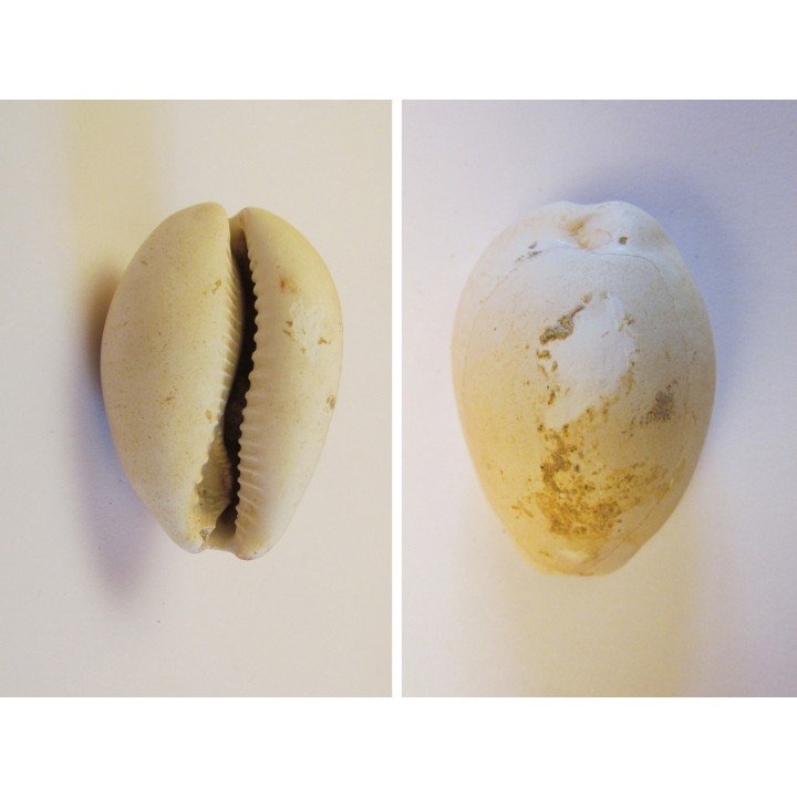 CYPRAEA LEPORINA (2)