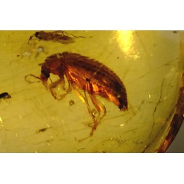 Copal: Coléoptère + divers Diptères + Termite ailé - Pliocène à holocène - Antsiranana, Madagascar