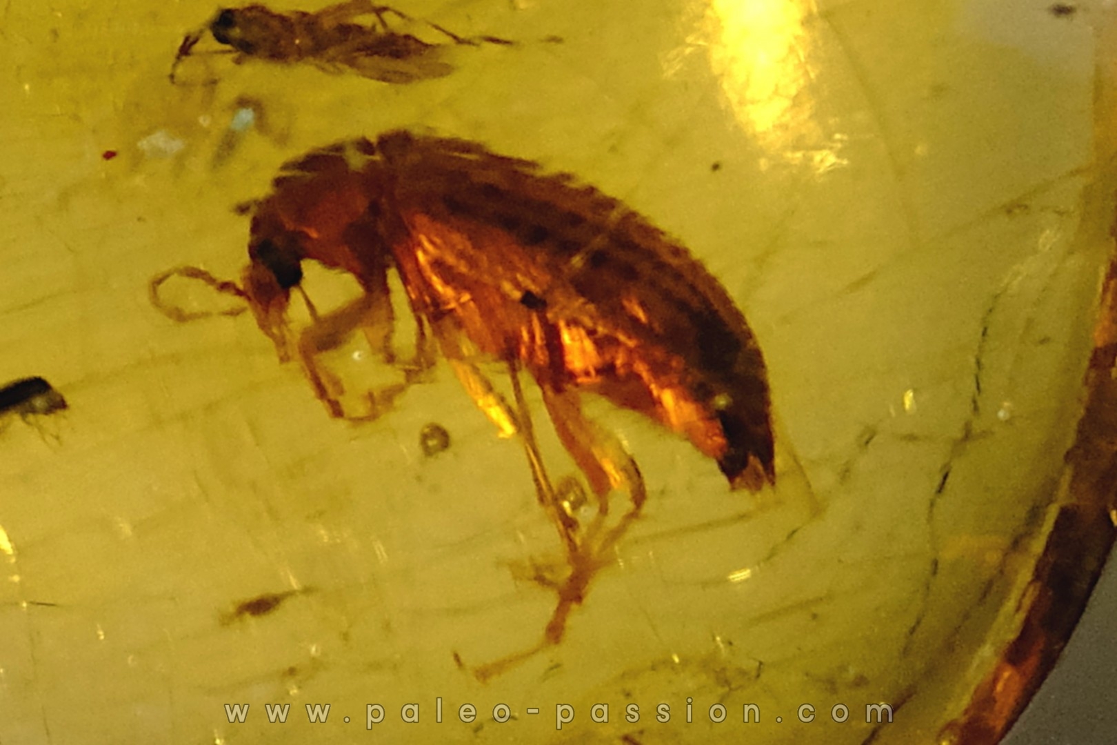 Copal: Coléoptère + divers Diptères + Termite ailé - Pliocène à holocène - Antsiranana, Madagascar