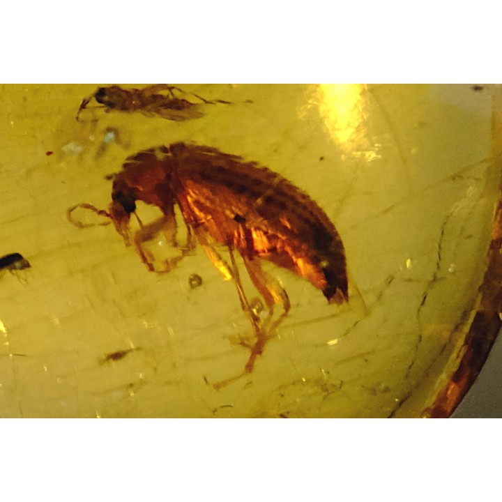 Copal: Coléoptère + divers Diptères + Termite ailé - Pliocène à holocène - Antsiranana, Madagascar