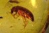 Copal: Coléoptère + divers Diptères + Termite ailé - Pliocène à holocène - Antsiranana, Madagascar