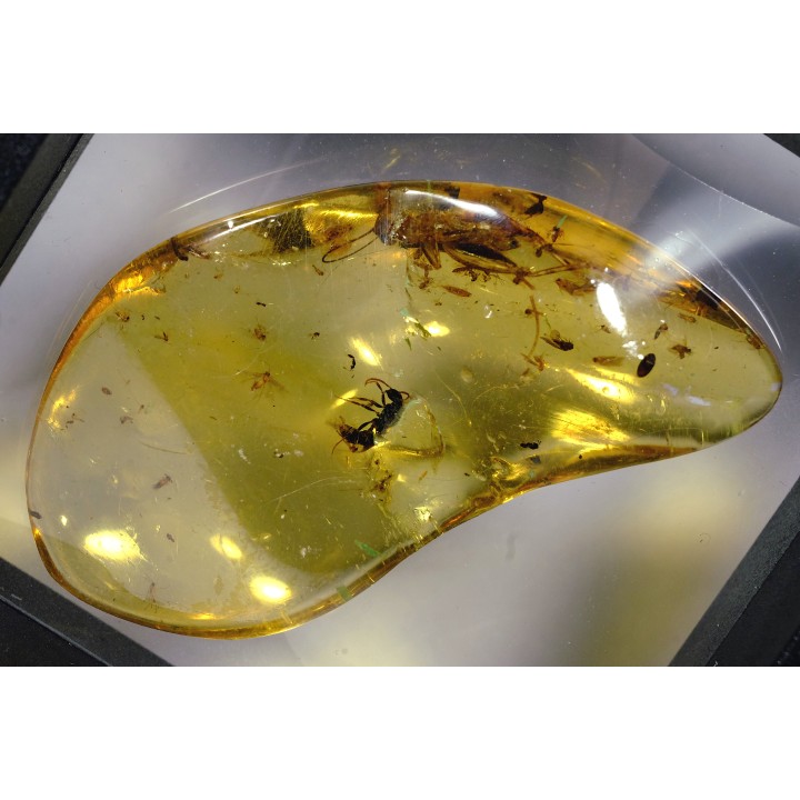 Copal: Orthoptère (Gryllidae ?) + Hyménoptère - Pliocène à holocène - Antsiranana, Madagascar