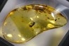 Copal: Orthoptère (Gryllidae ?) + Hyménoptère - Pliocène à holocène - Antsiranana, Madagascar