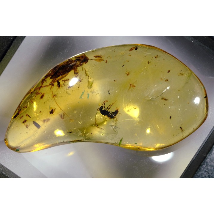 Copal: Orthoptère (Gryllidae ?) + Hyménoptère - Pliocène à holocène - Antsiranana, Madagascar