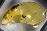 Copal: Orthoptère (Gryllidae ?) + Hyménoptère - Pliocène à holocène - Antsiranana, Madagascar