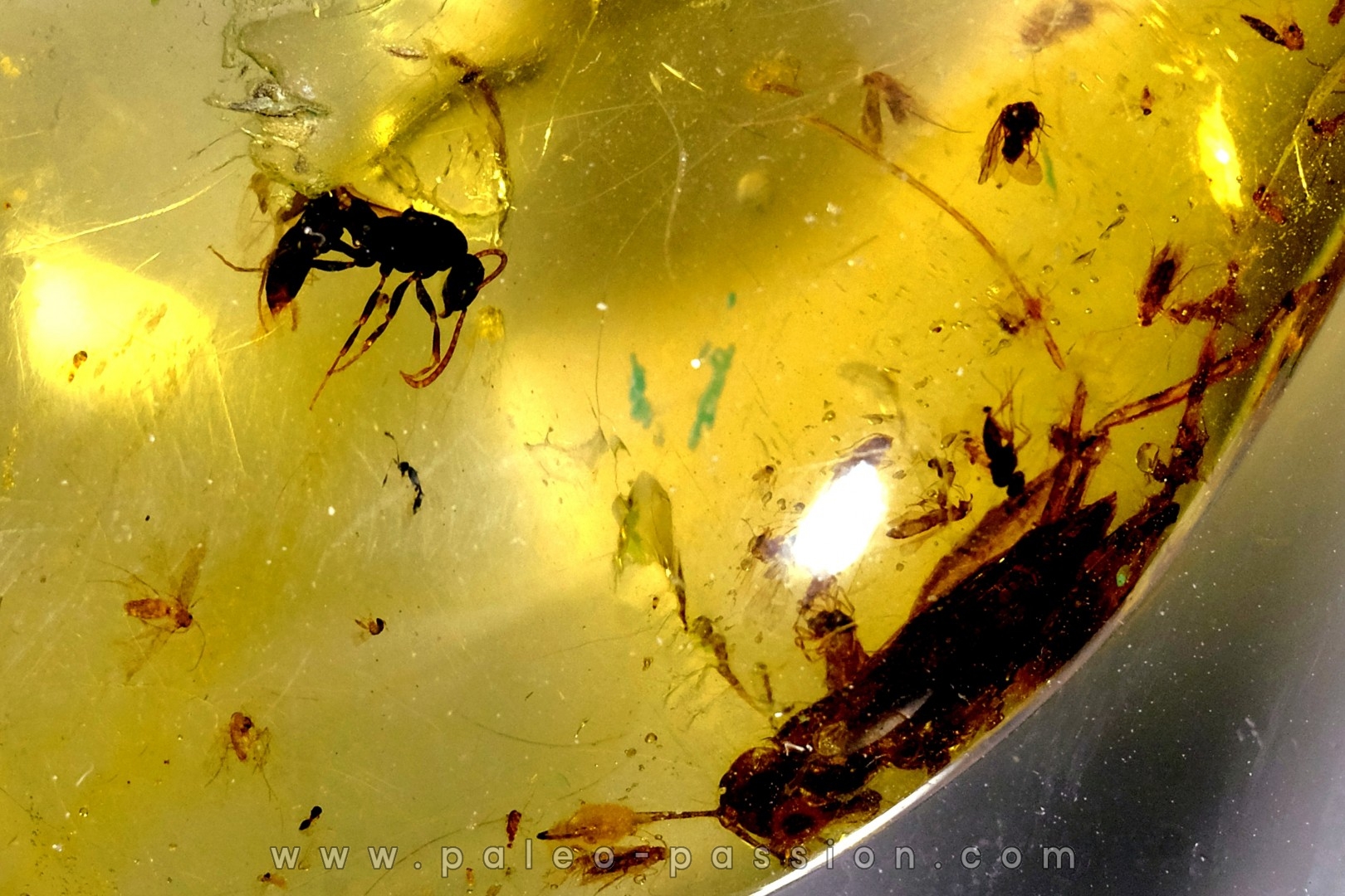 Copal: Orthoptère (Gryllidae ?) + Hyménoptère - Pliocène à holocène - Antsiranana, Madagascar