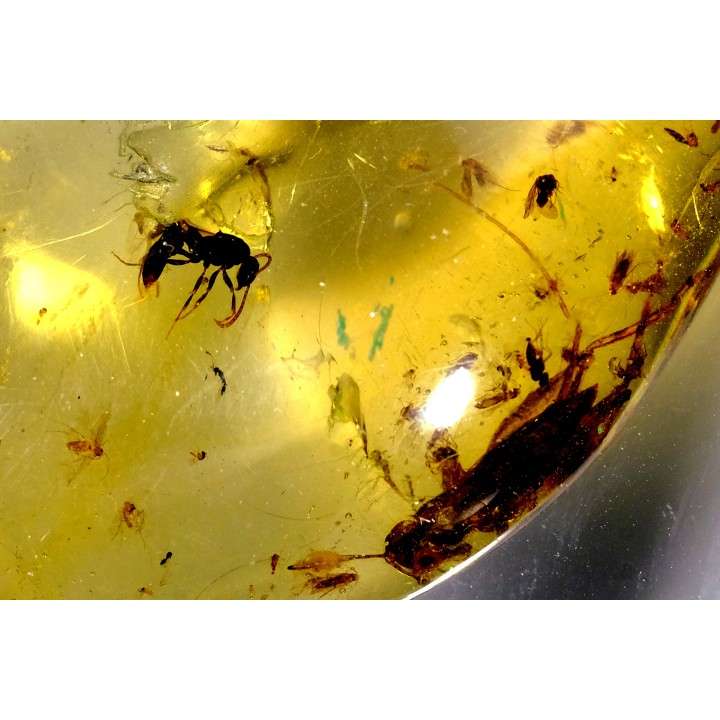 Copal: Orthoptère (Gryllidae ?) + Hyménoptère - Pliocène à holocène - Antsiranana, Madagascar