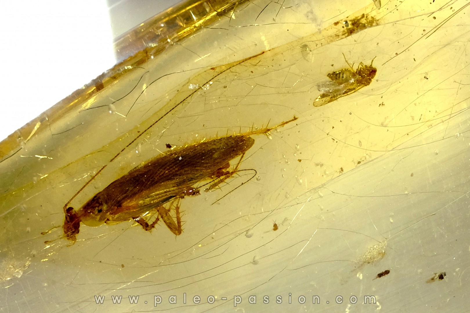 insect: Blatte + Diptère + Araignée