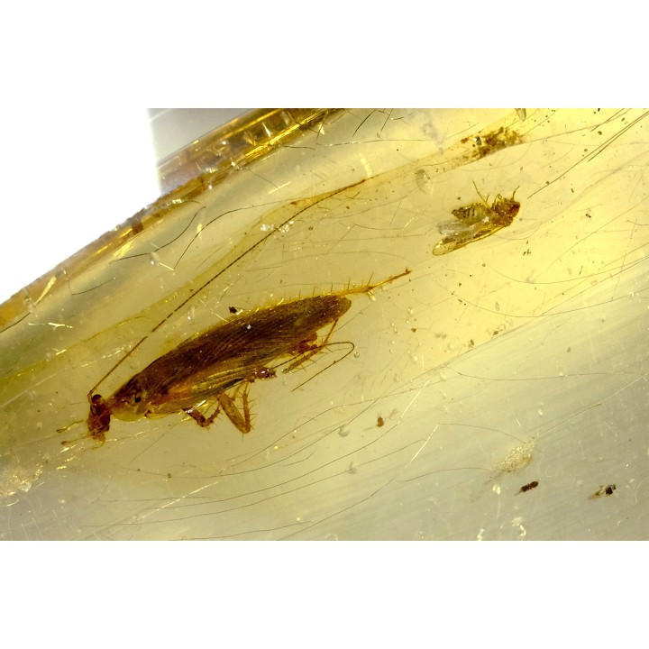 Copal: Blatte + Diptère + Araignée - Pliocène à holocène - Antsiranana, Madagascar
