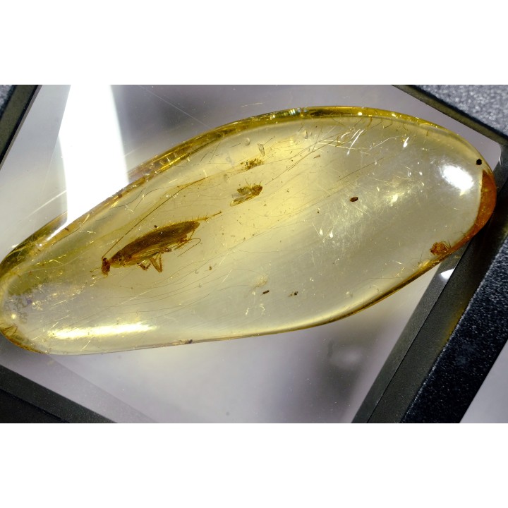 insect: Blatte + Diptère + Araignée