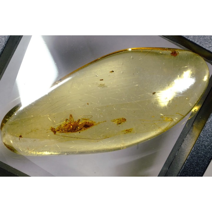 insect: Blatte + Diptère + Araignée