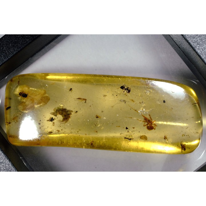 insect: Araignée + Fourmi + Diptères + écailles de reptile
