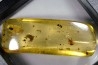 Copal: écailles de reptile + Araignée + Fourmi + Diptères - Pliocène à holocène - Antsiranana, Madagascar