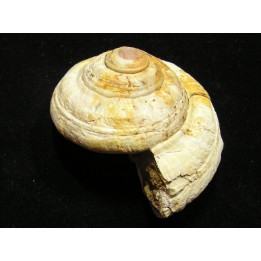 ORBONELLA THOMPSONORUM