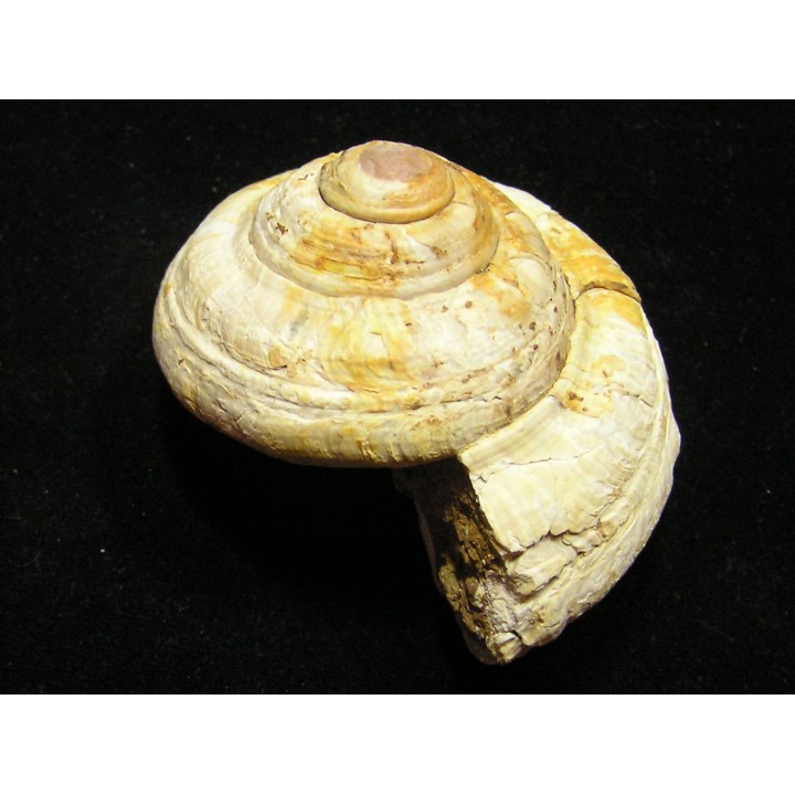 ORBONELLA THOMPSONORUM