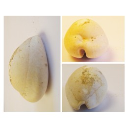 CYPRAEA LEPORINA (2)