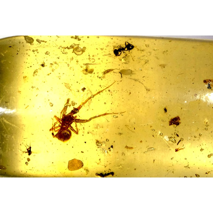 insect: Araignée + Fourmi + Diptères + écailles de reptile