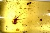 Copal: écailles de reptile + Araignée + Fourmi + Diptères - Pliocène à holocène - Antsiranana, Madagascar