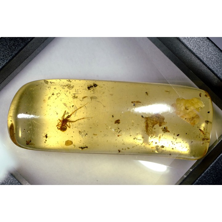 Copal: écailles de reptile + Araignée + Fourmi + Diptères - Pliocène à holocène - Antsiranana, Madagascar