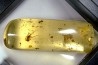 Copal: écailles de reptile + Araignée + Fourmi + Diptères - Pliocène à holocène - Antsiranana, Madagascar