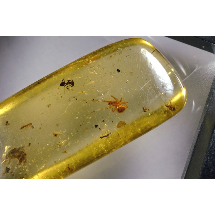 insect: Araignée + Fourmi + Diptères + écailles de reptile