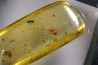 insect: Araignée + Fourmi + Diptères + écailles de reptile